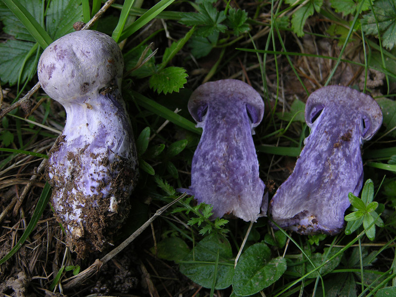 Cortinariaceae